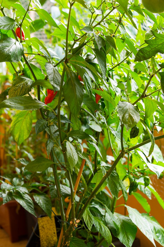 Bhut_Jolokia_red_Pflanze