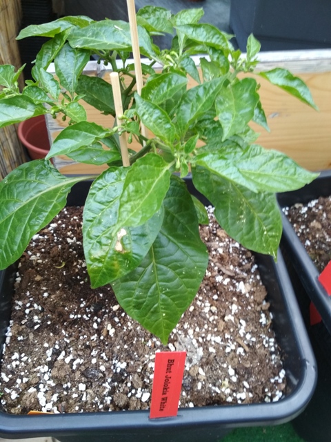 Bhut_Jolokia_White.jpg