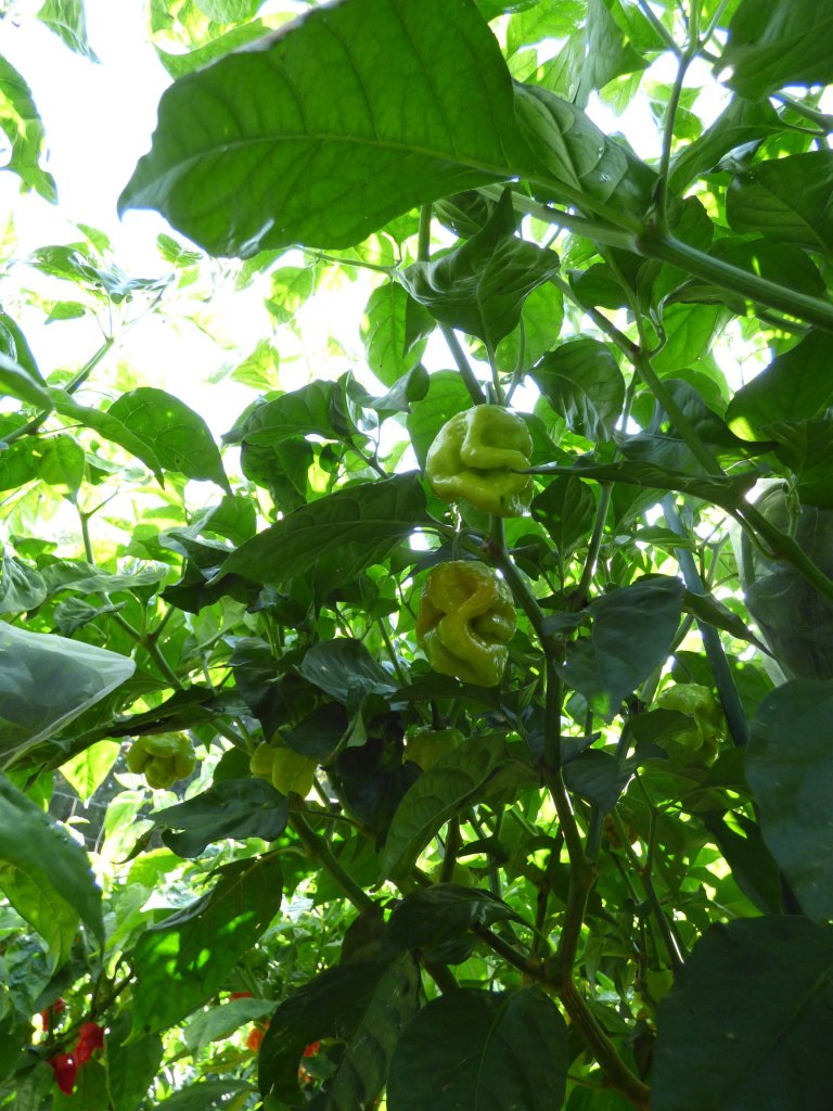 Bhutlah Mustard