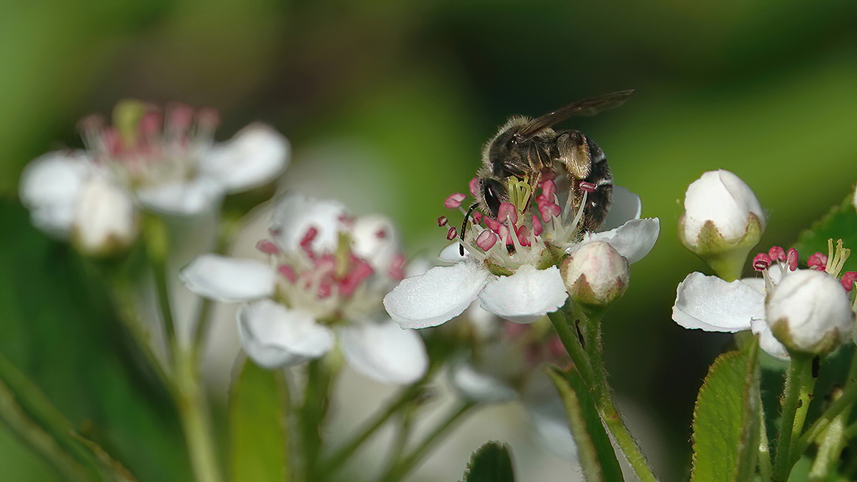 Biene auf Chokeberry