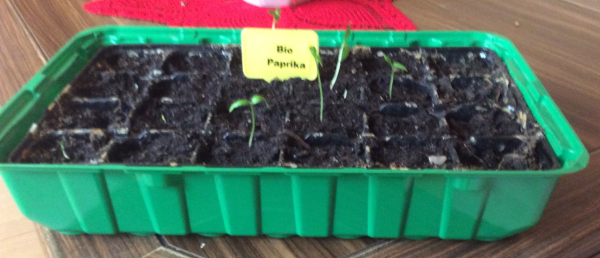 Bio- Paprika.jpeg