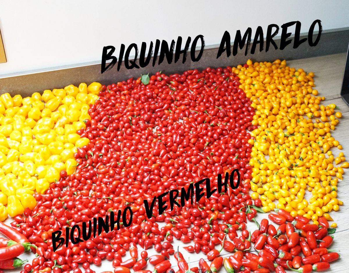 Biquinho`s.jpg
