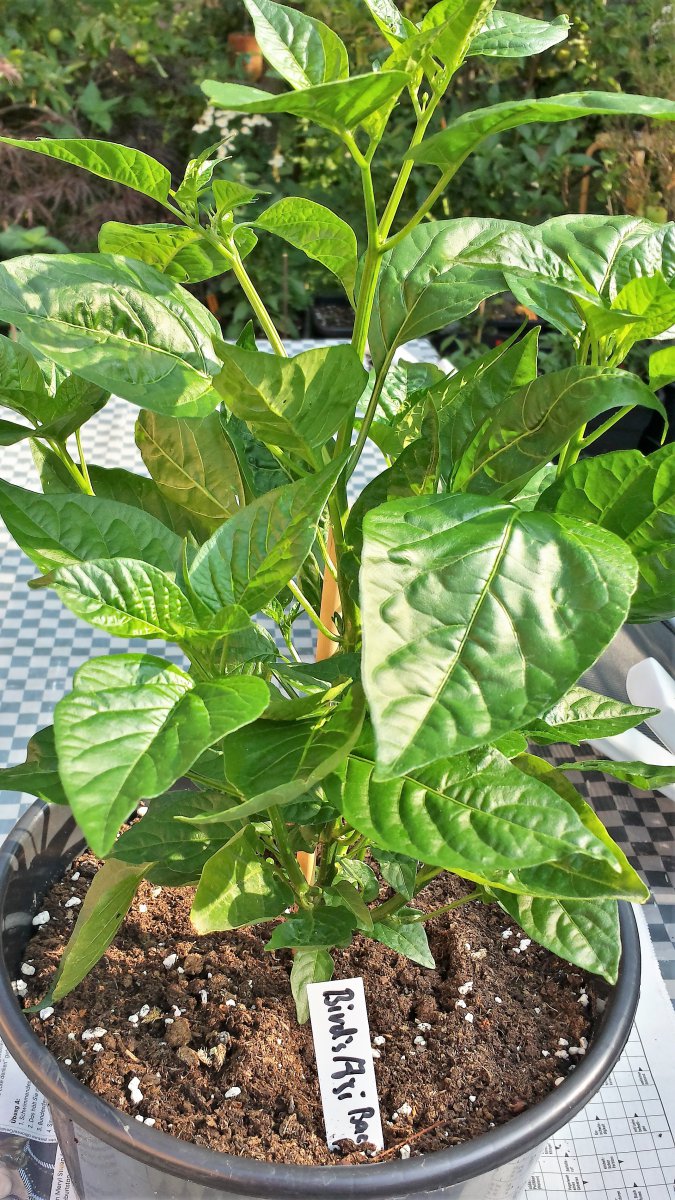 Birds Aji-Capsicum baccatum var. baccatum