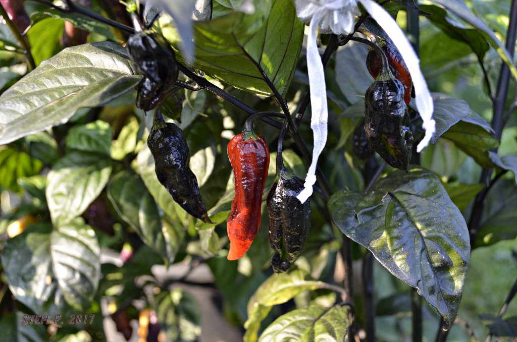 Black Bhut in rot