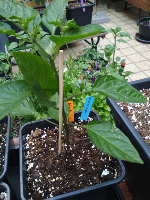 Black_Scorpion_Tongue_1.jpg