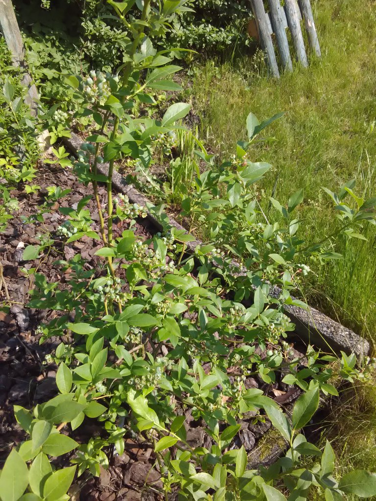 Blaubeere 30.5