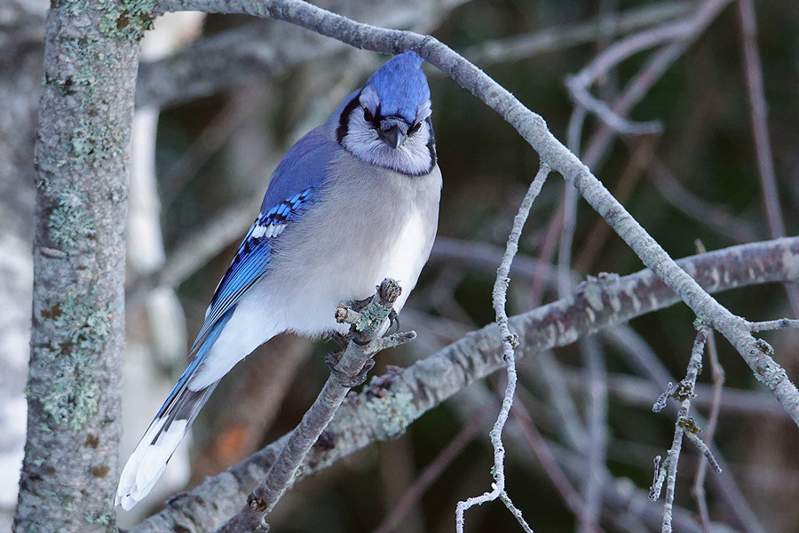 Blue Jay