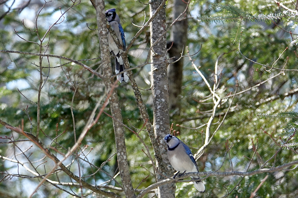 Blue Jay_1