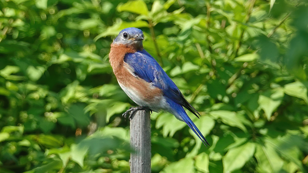 Bluebird