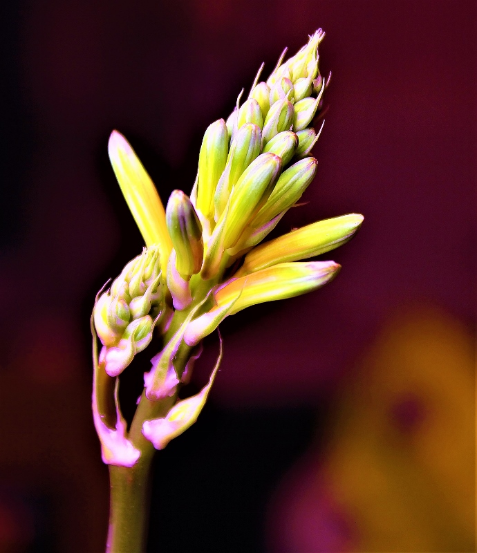blüht, Aloe Vera...