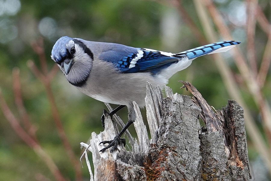 BlueJay