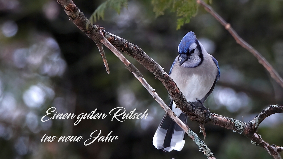 BlueJay