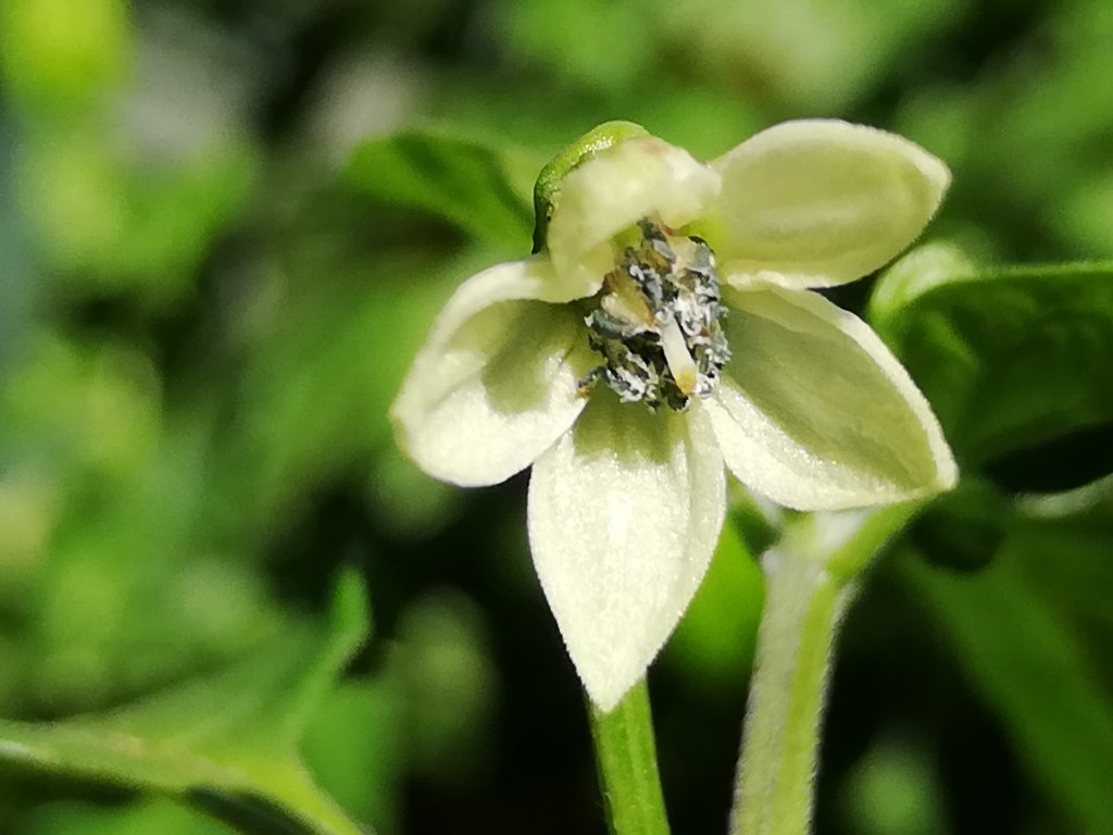 Blüte Habanero Red im 7ten Jahr