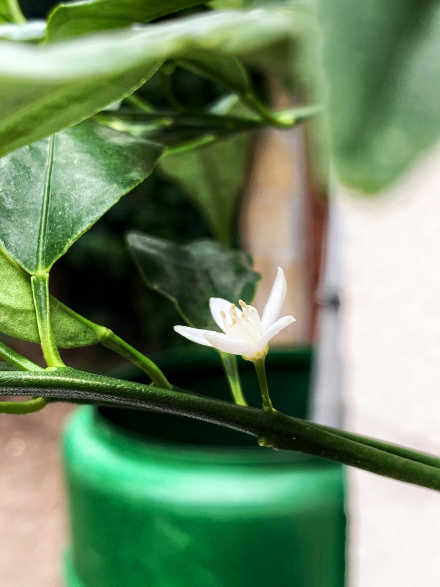 Blüte & Neuaustriebe