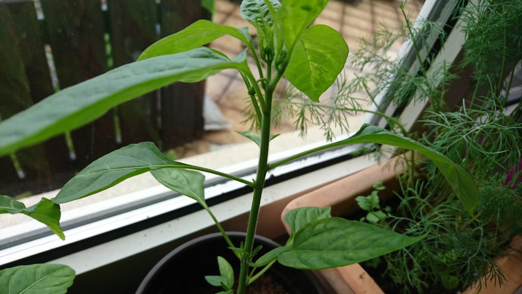 Blütenansätze Cayenne