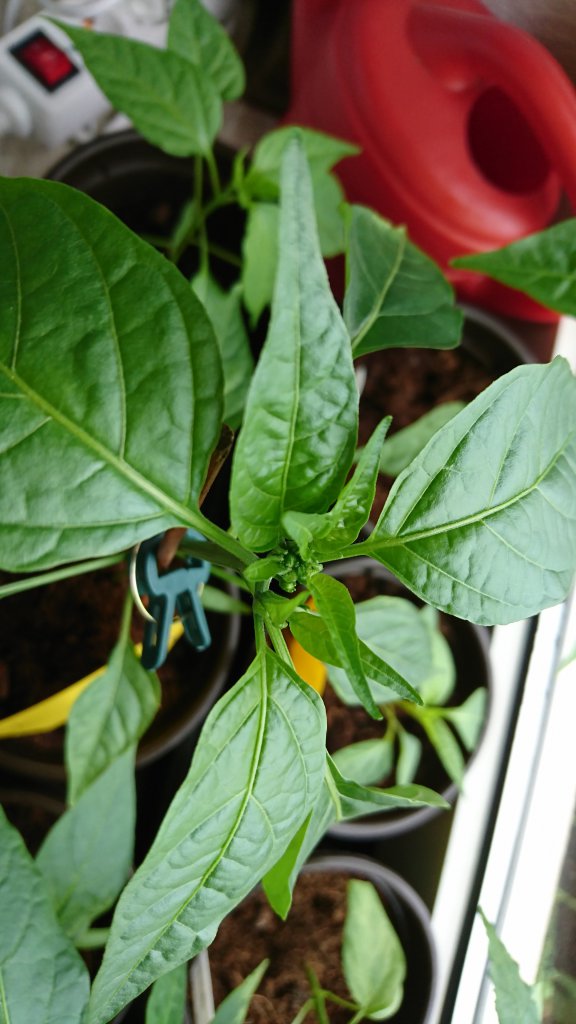Blütenansätze Jalapeno