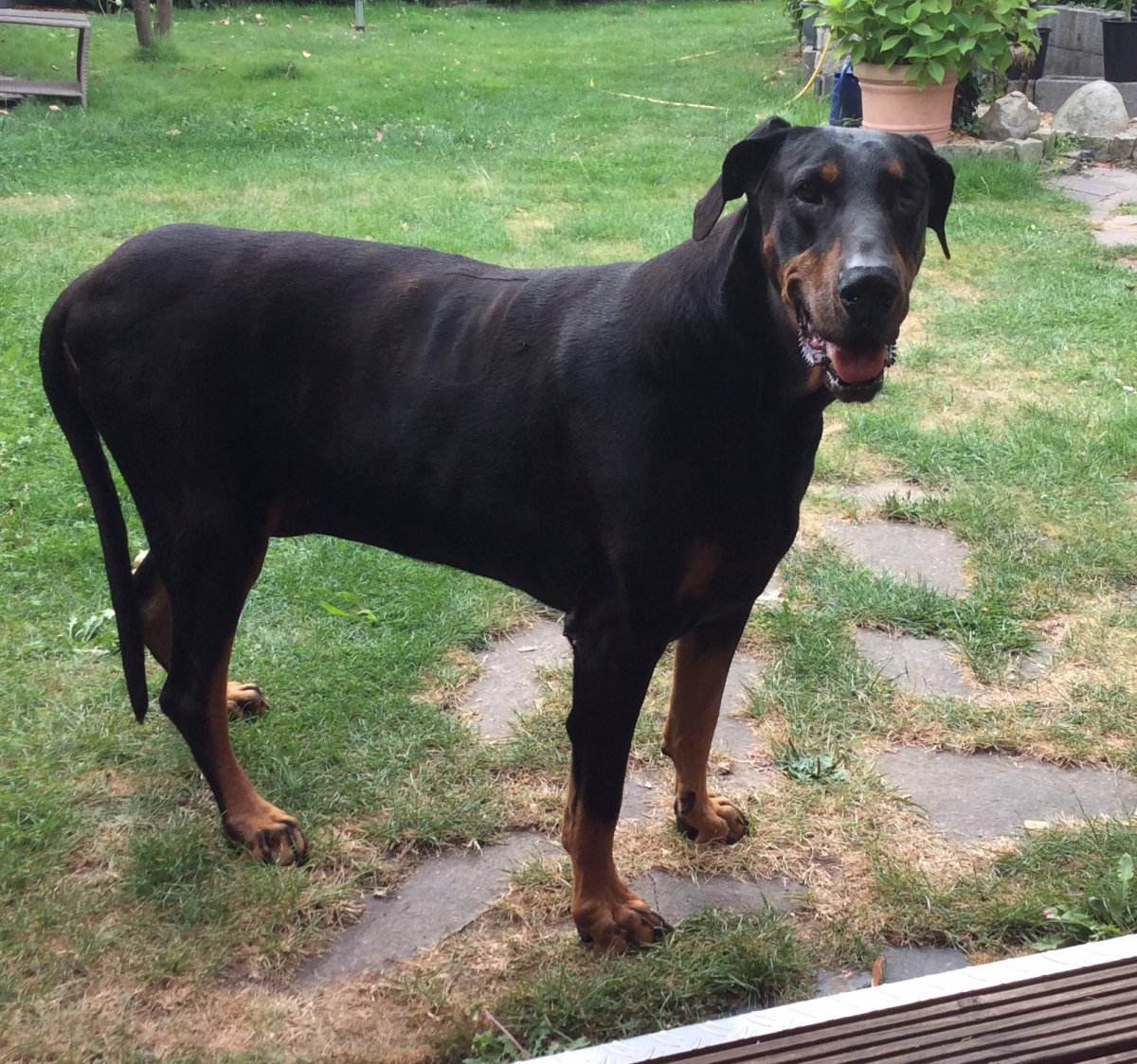 Bonny im Garten .jpeg