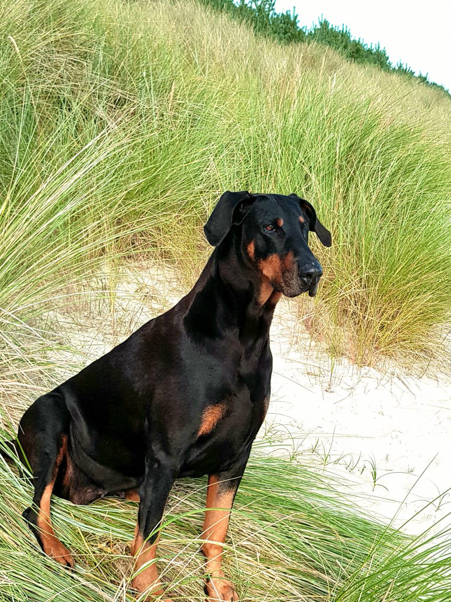 Bonny in den Dünen von Sankt Peter-Ording.jpeg