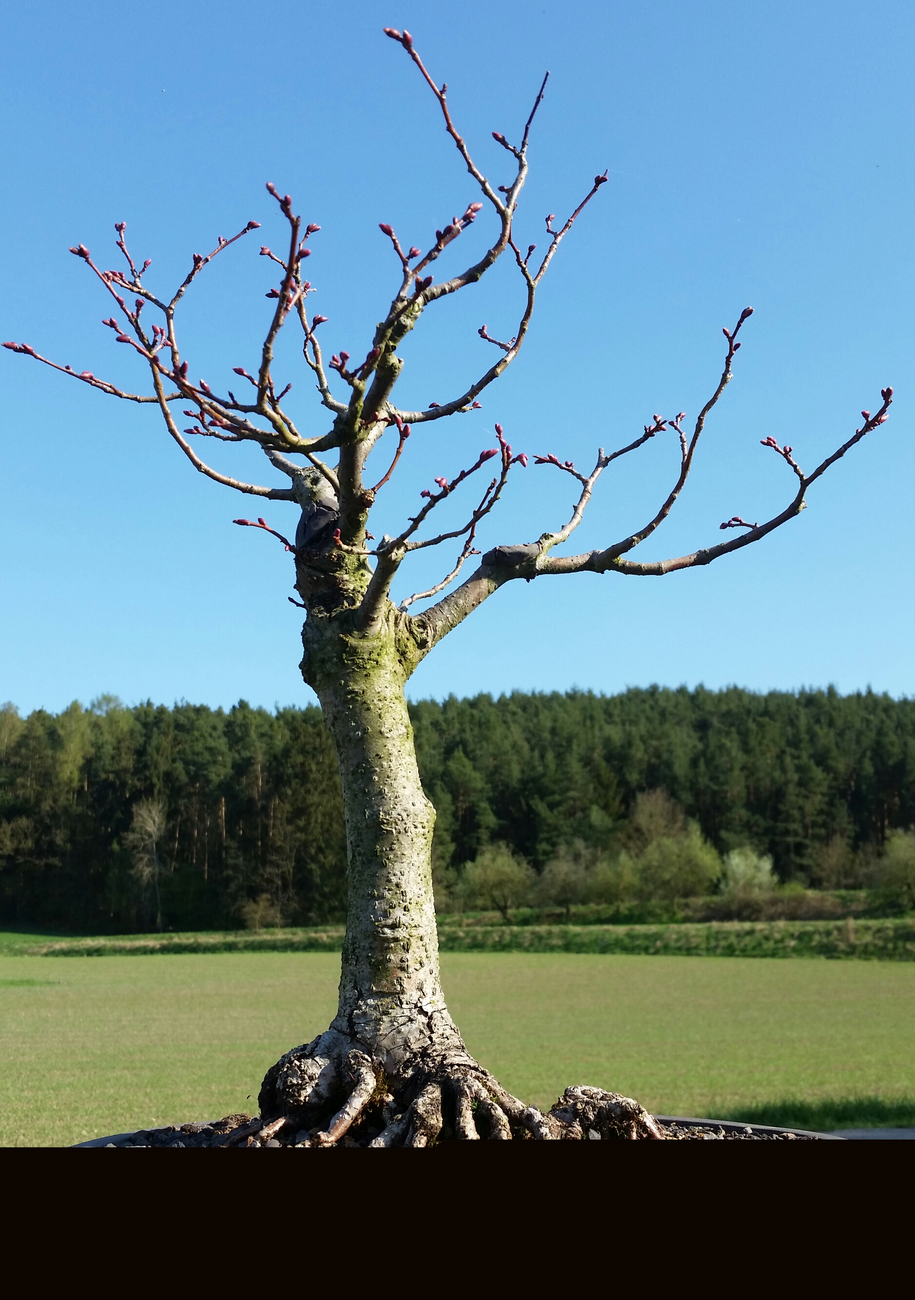 Bonsai Linde