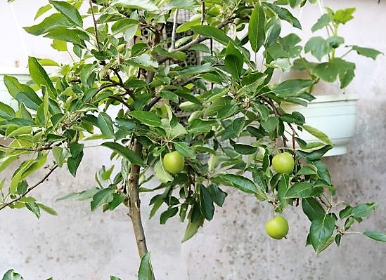 Braeburn