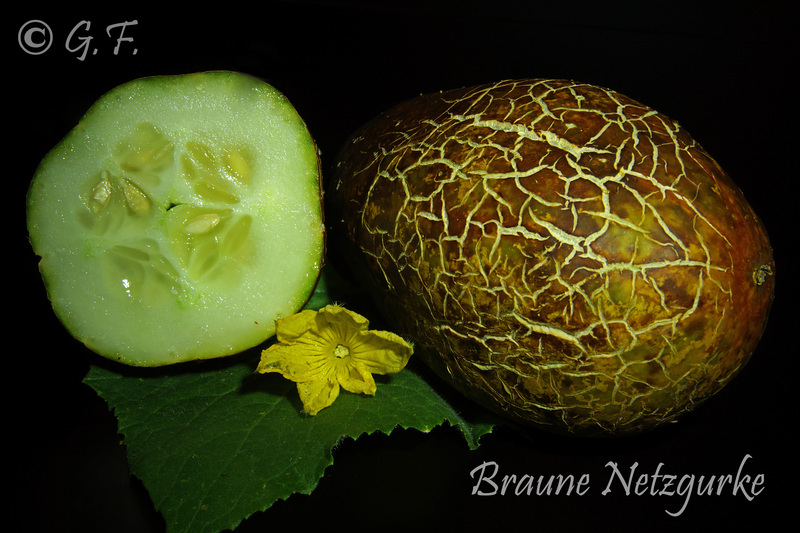 Braune Netzgurke