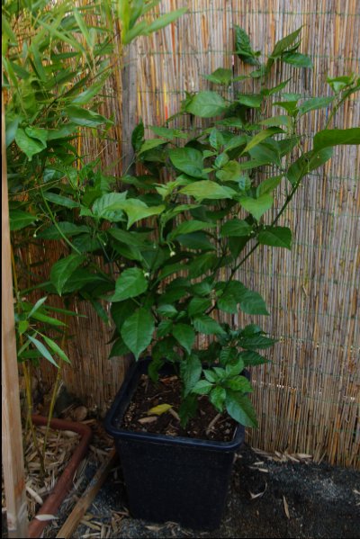 Brown Bhutlah
