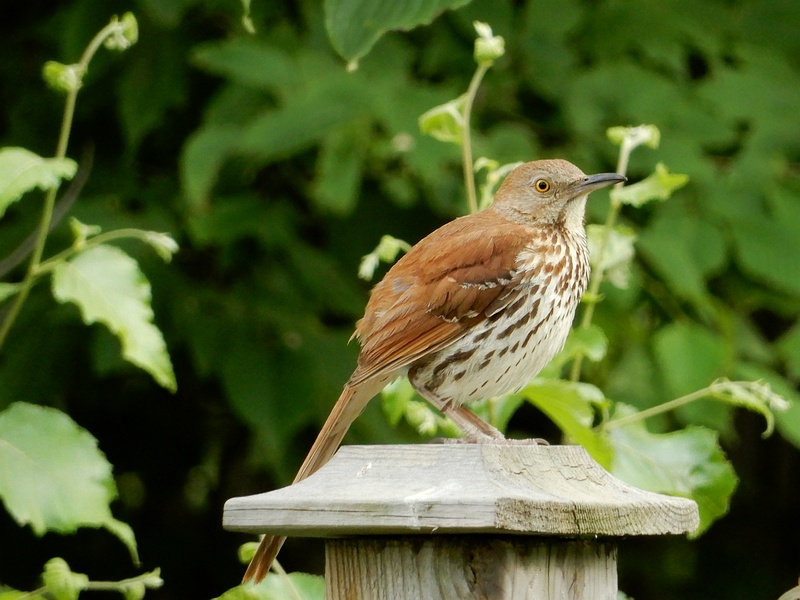 Brown Thrasher