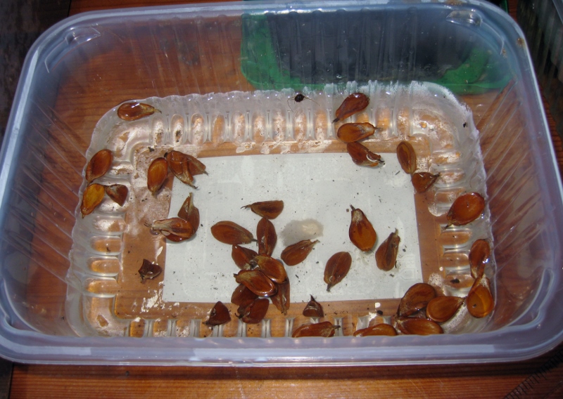 Bucheckern Experiment
