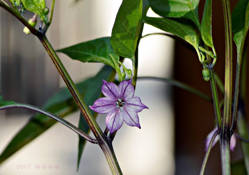 Buena Mulata