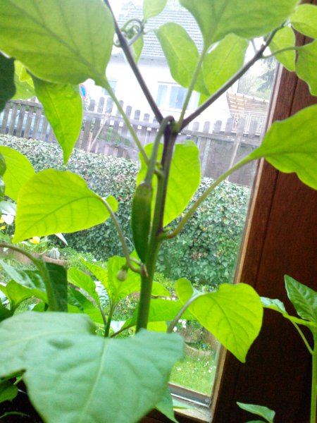 Bulgarian Carrot 03.05.16