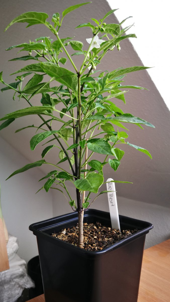 Burning Bush 9 Wochen