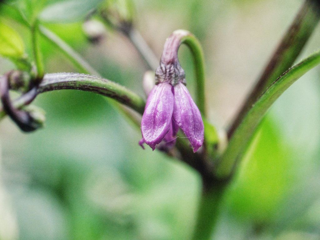 C.a. Tricolor Variegata