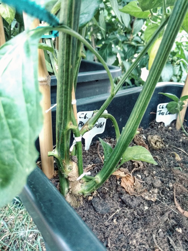 C.b. Aji Blanco Crystal