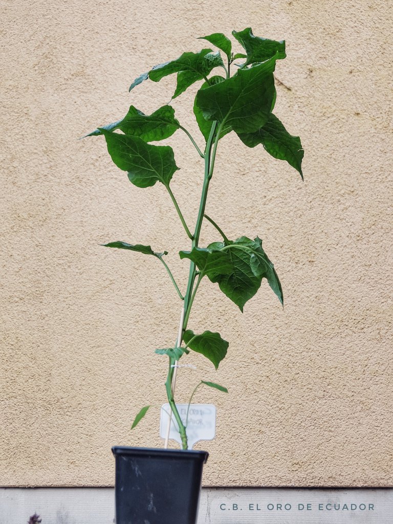 C.b. El Oro De Ecuador