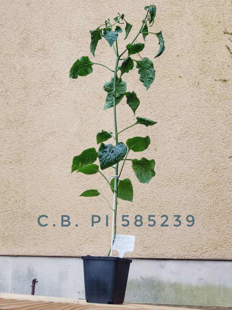 C.b. PI 585239