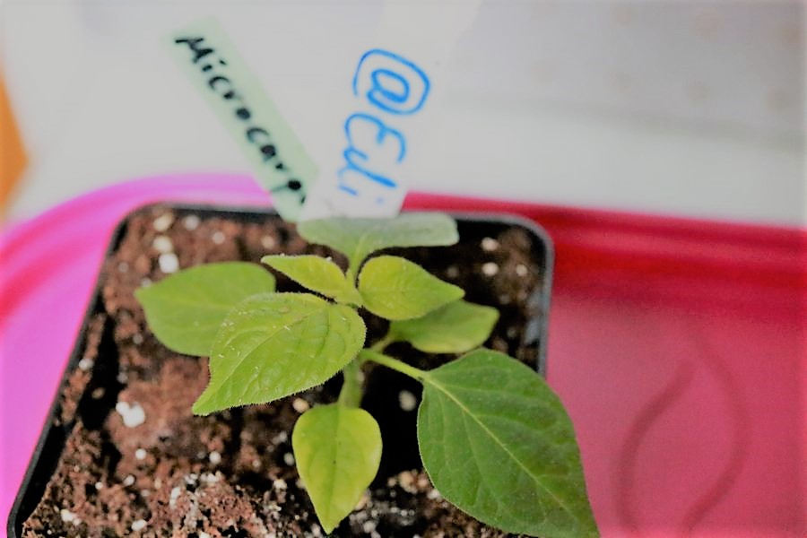 C. Microcarpum