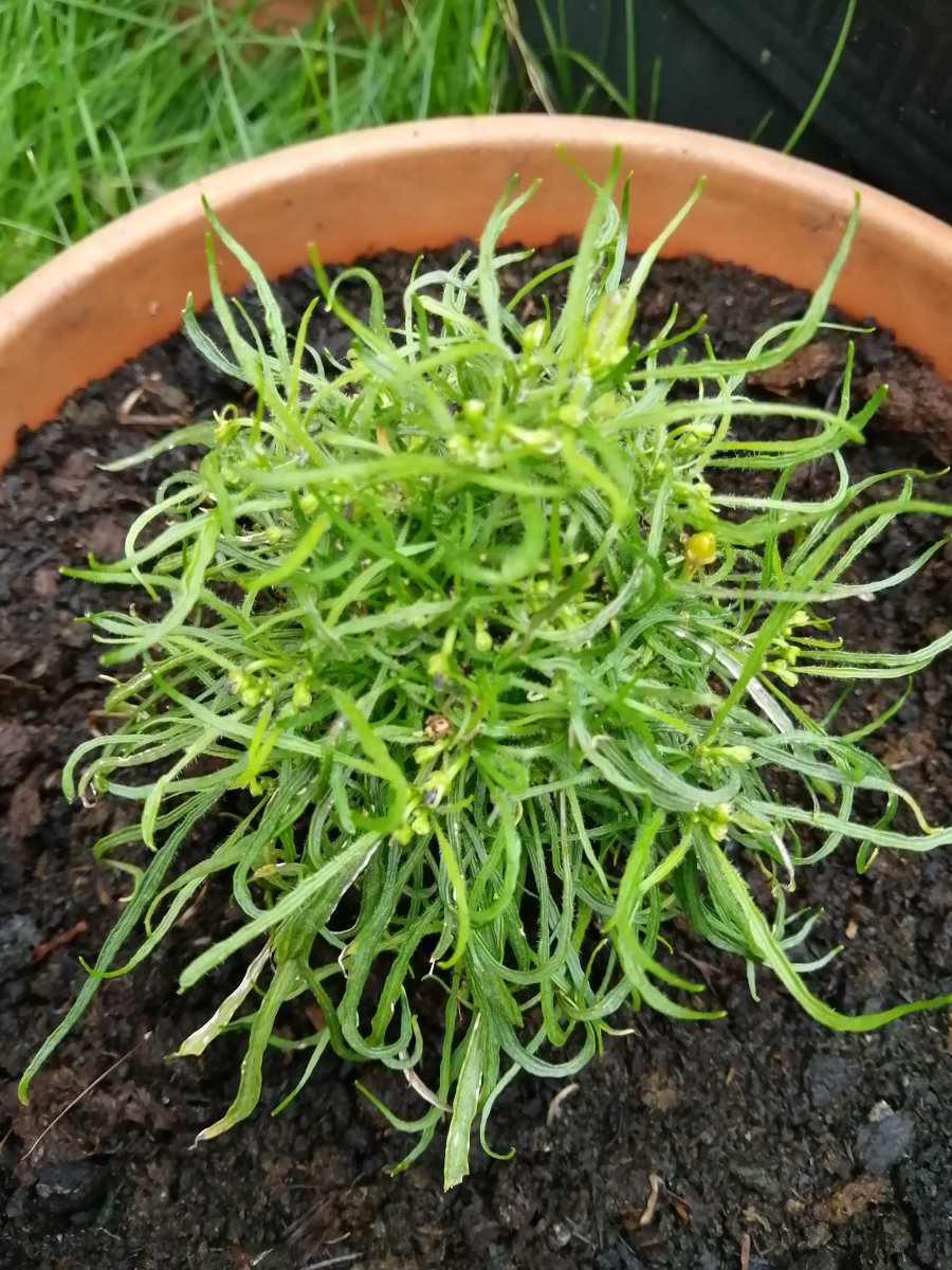C. Mutant