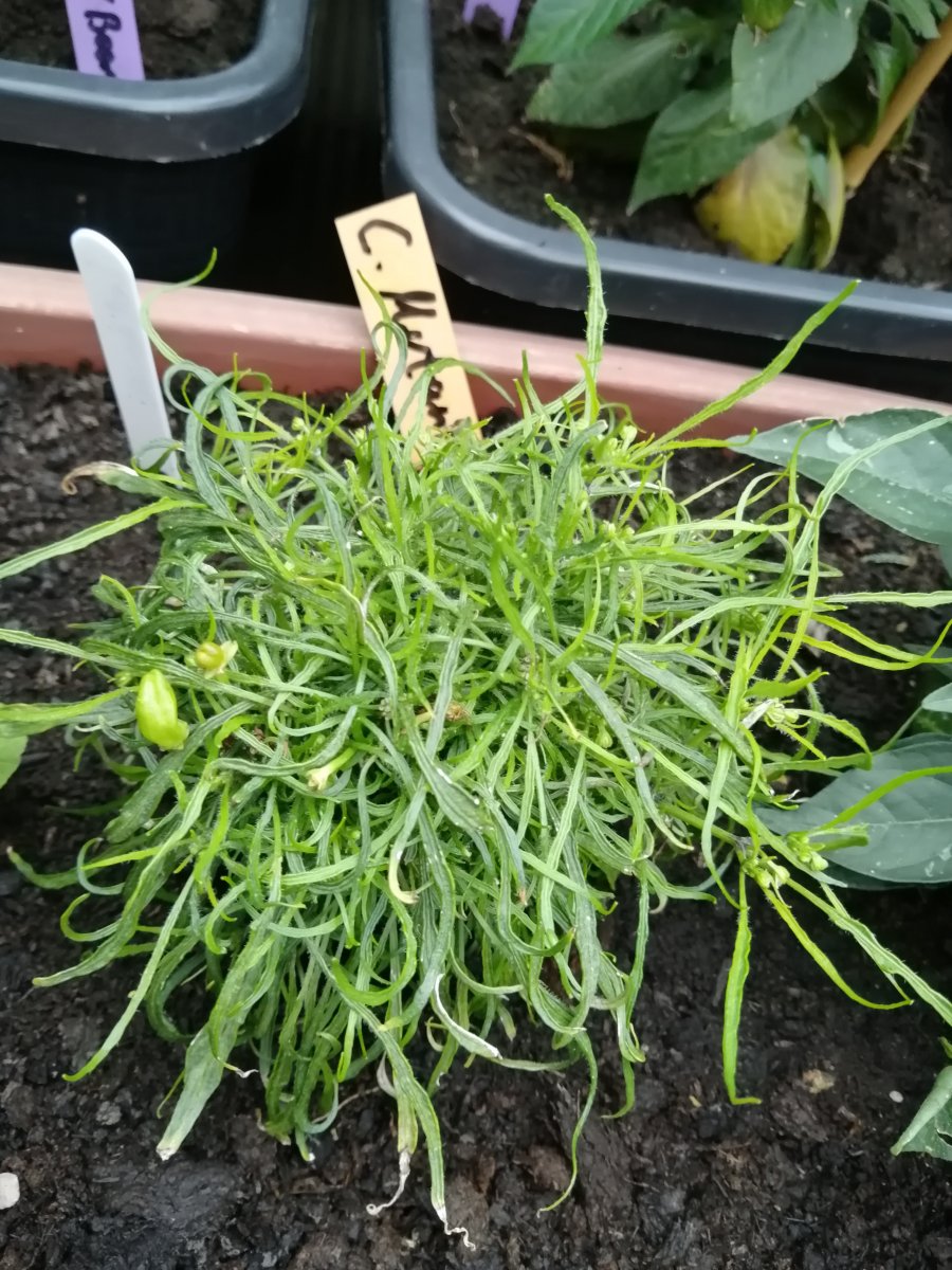 C. Mutant