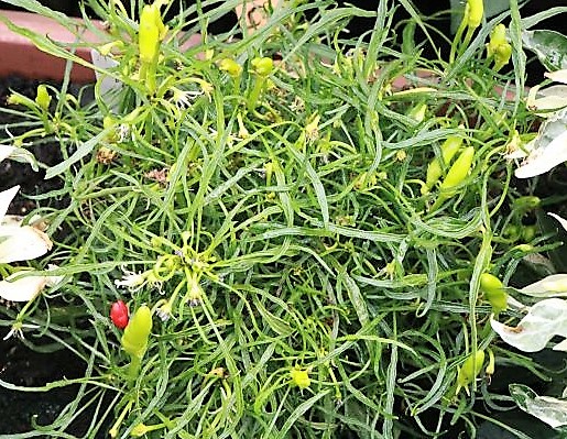C. Mutant