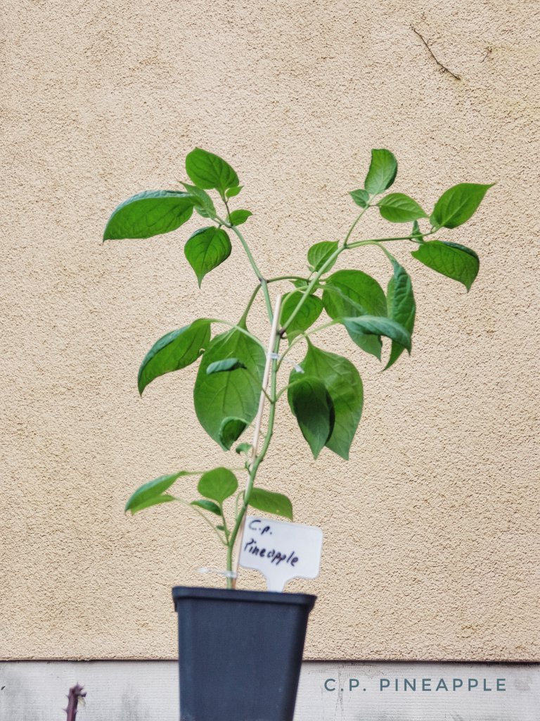 C.p. Pineapple