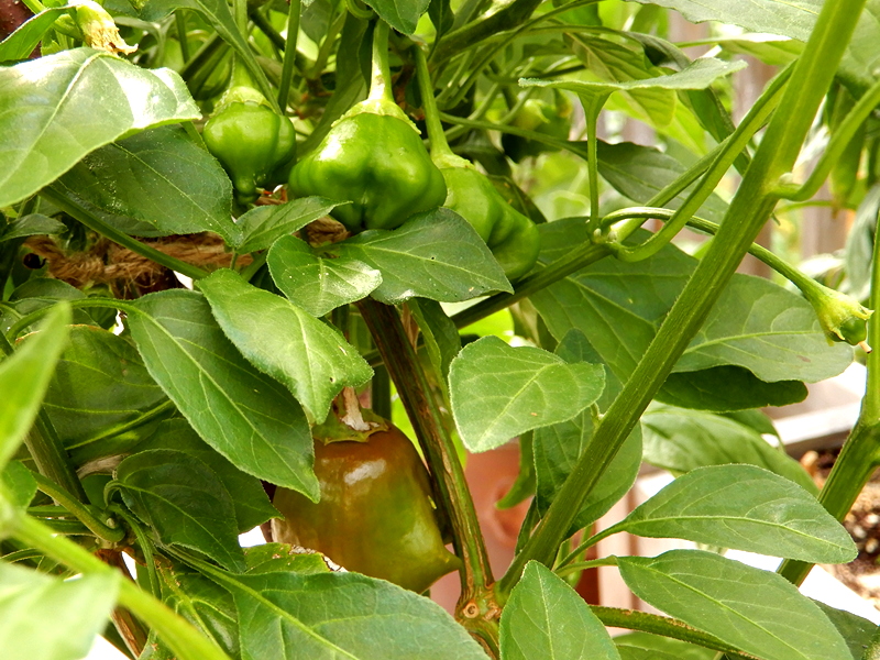 Cambuci