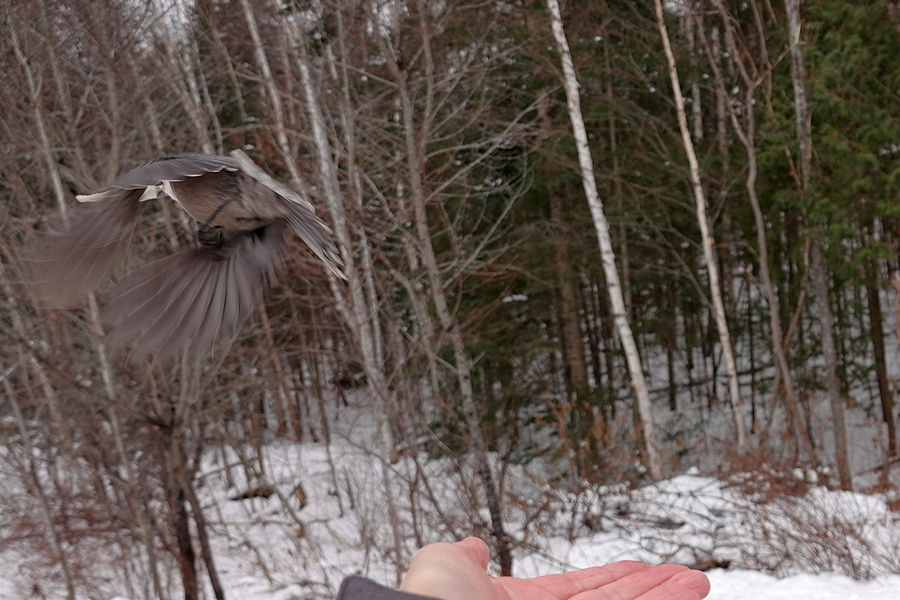 Canada Jay