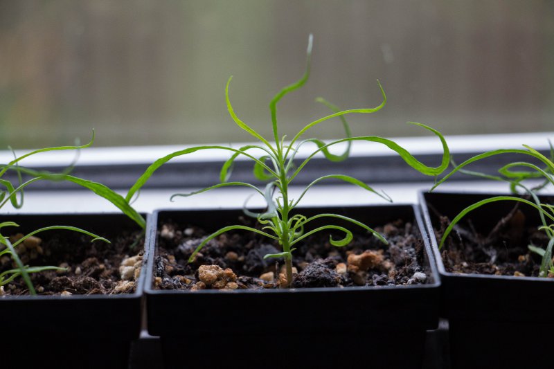 Candlelight Mutant - 2015-08-02