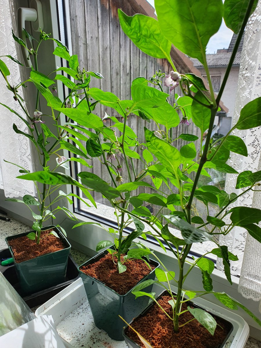 Capsicum Annuum Black Scorpion Tongue S 8