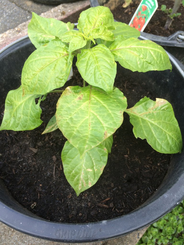 Capsicum Chinense3