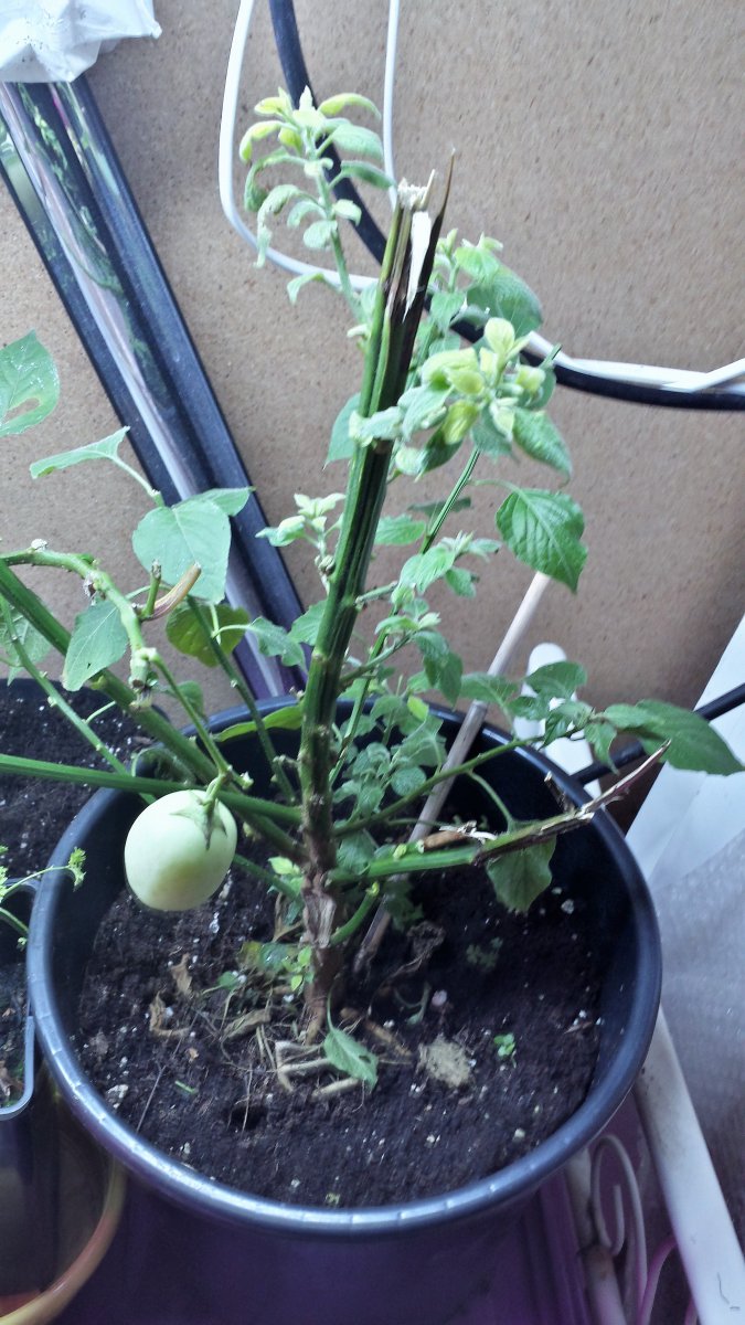 Capsicum Microcarpum