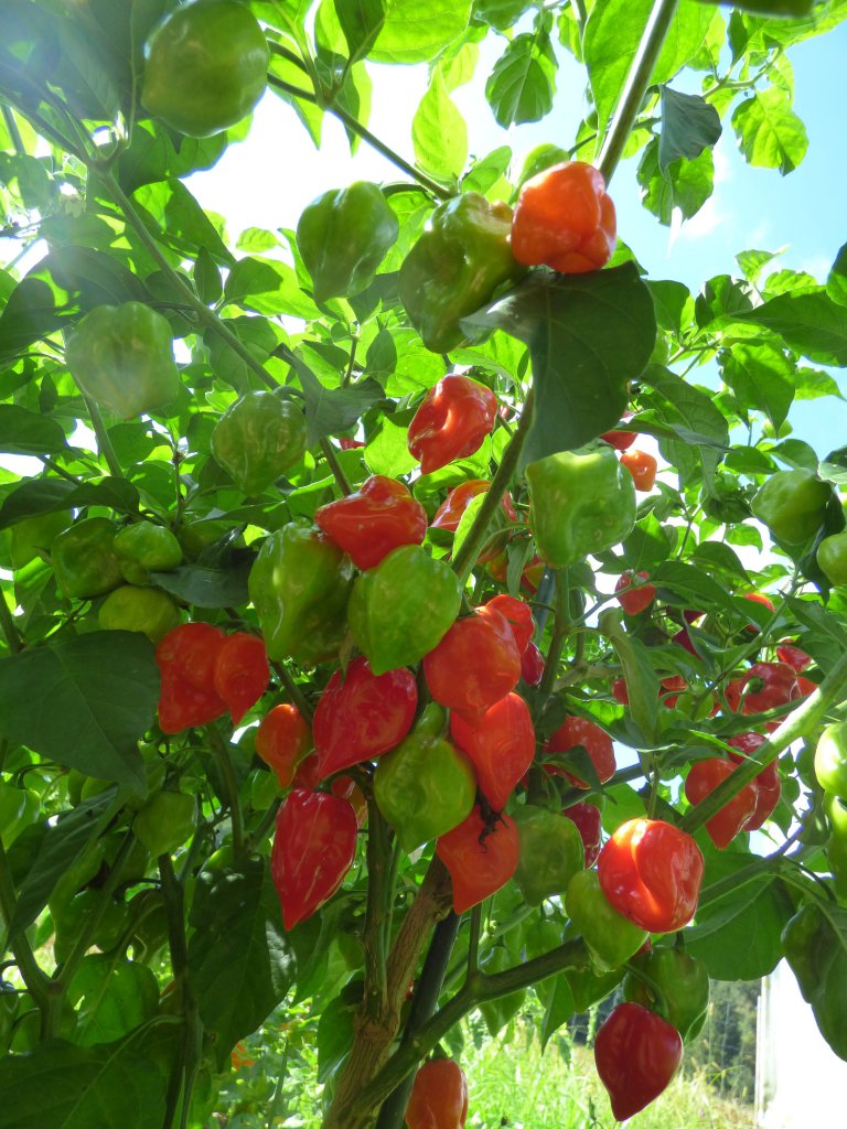 Caribbean Red Habanero