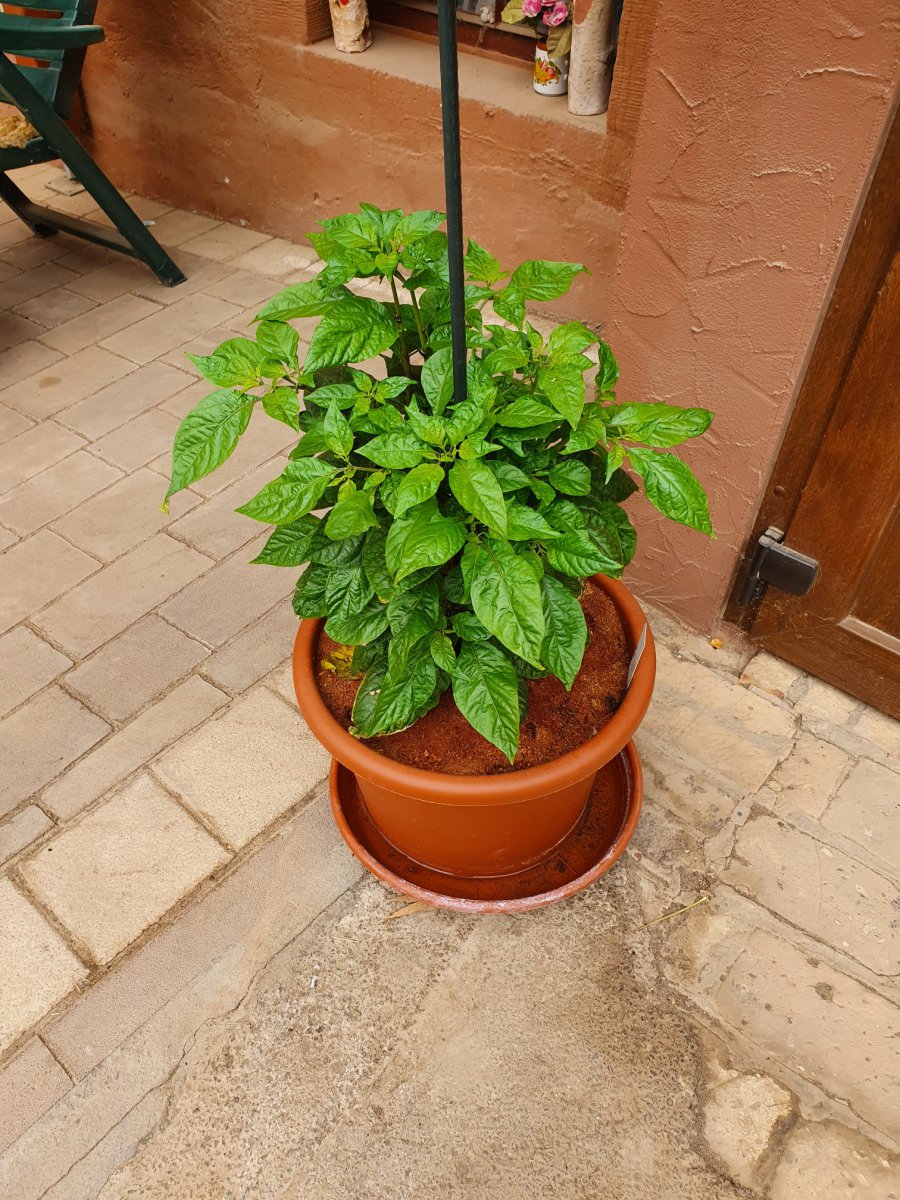 Carolina Reaper