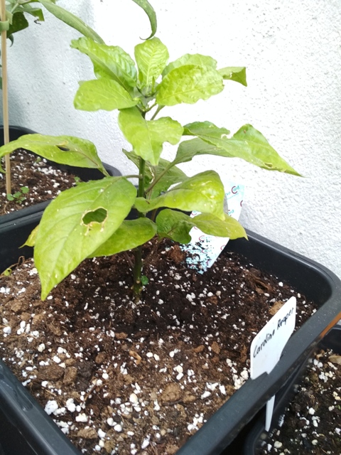 Carolina_Reaper.jpg