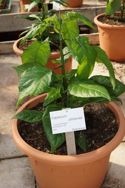 Carolina_Reaper.JPG